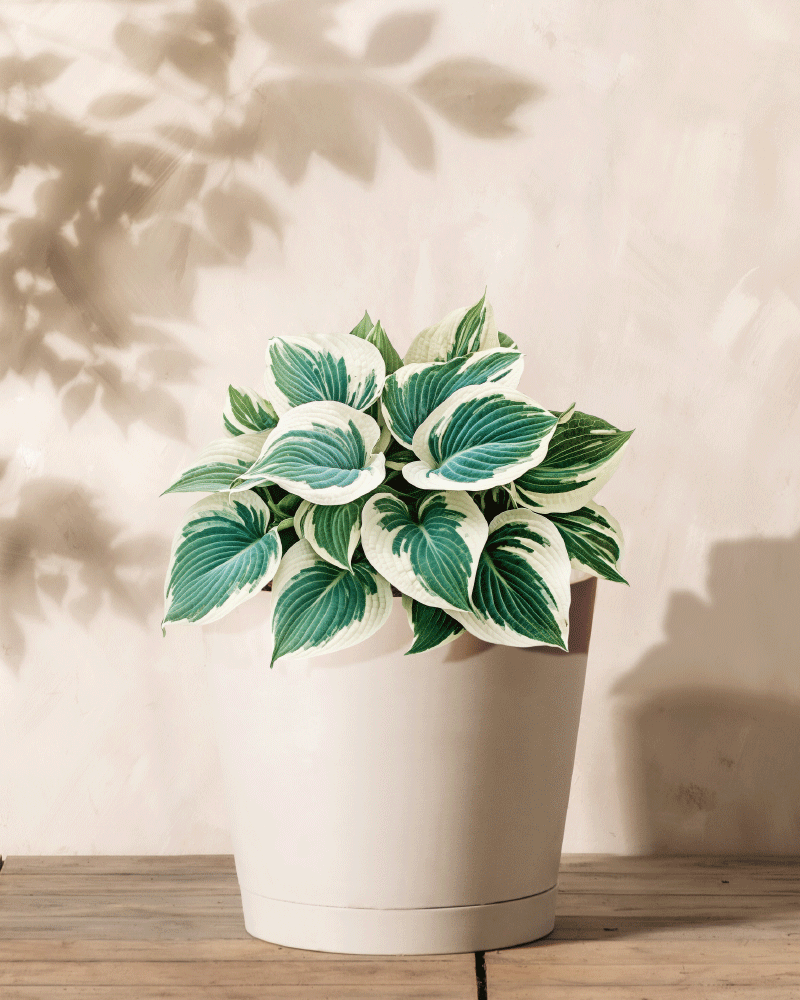 Eine Hosta (blau-beige) mit grün-weiß panaschierten Blättern, die aus einem Rhizom wächst, steht in ihrem Topf auf einer Holzoberfläche vor einer beigen Wand mit blattförmigen Schatten im Hintergrund.