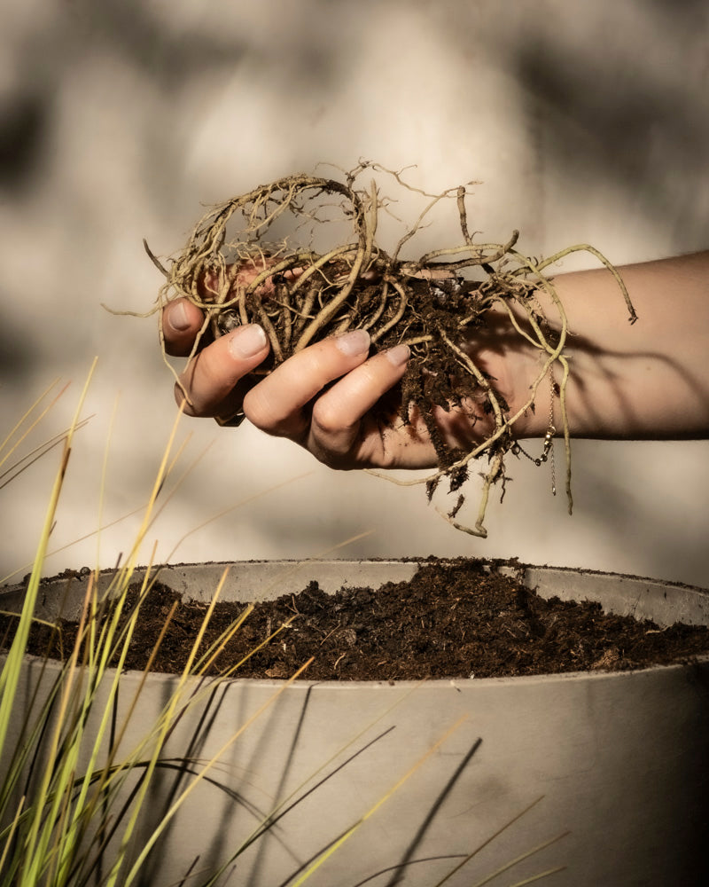 Eine Hand hält verschlungene Rhizomwurzeln einer Hosta (blau-beige) über einem mit Erde gefüllten Topf, an dessen Topfrand grasähnliche grüne Hosta-Pflanzen (blau-beige) wachsen.