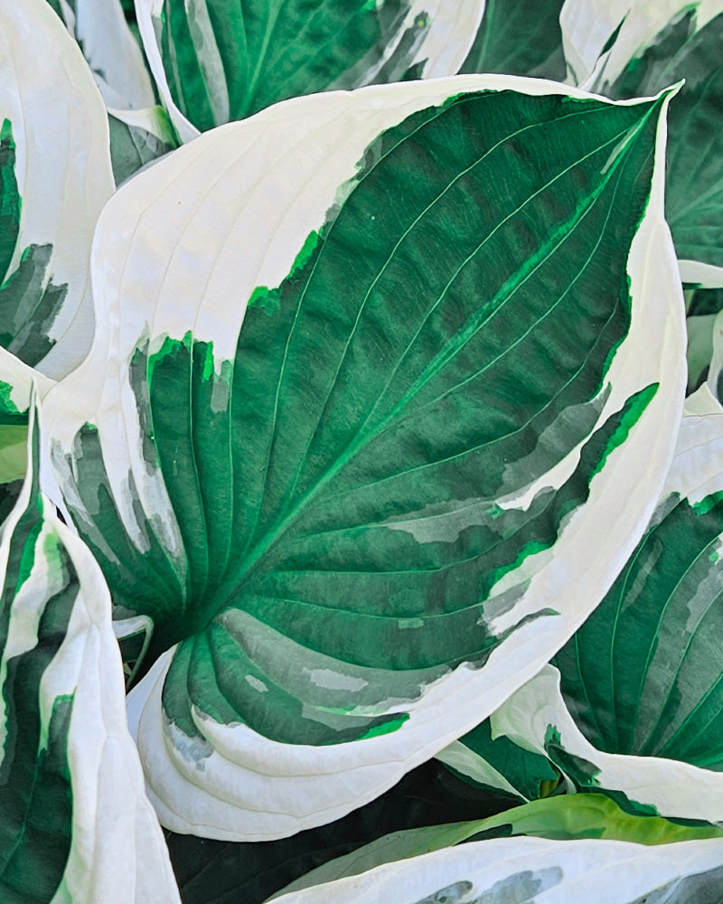 Eine Nahaufnahme der Hosta (blau-beige) zeigt bunte Blätter mit tiefgrüner Mitte, cremeweißen Rändern und markanten Adern. Die glatte Textur und das dichte Muster unterstreichen die Attraktivität dieser rhizombildenden Pflanze.