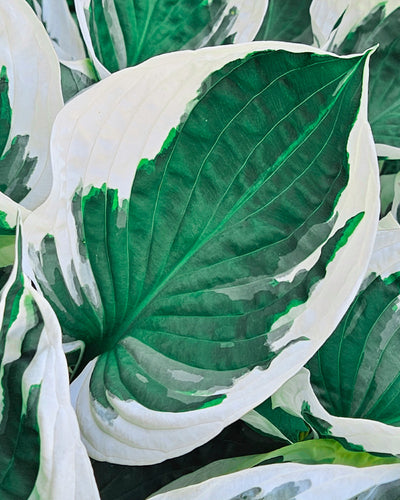 Eine Nahaufnahme der Hosta (blau-beige) zeigt bunte Blätter mit tiefgrüner Mitte, cremeweißen Rändern und markanten Adern. Die glatte Textur und das dichte Muster unterstreichen die Attraktivität dieser rhizombildenden Pflanze.