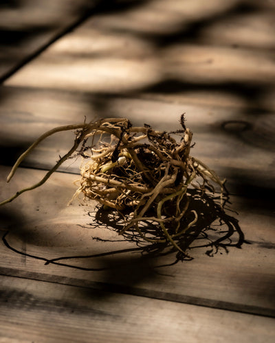 Hosta (blau-beige)