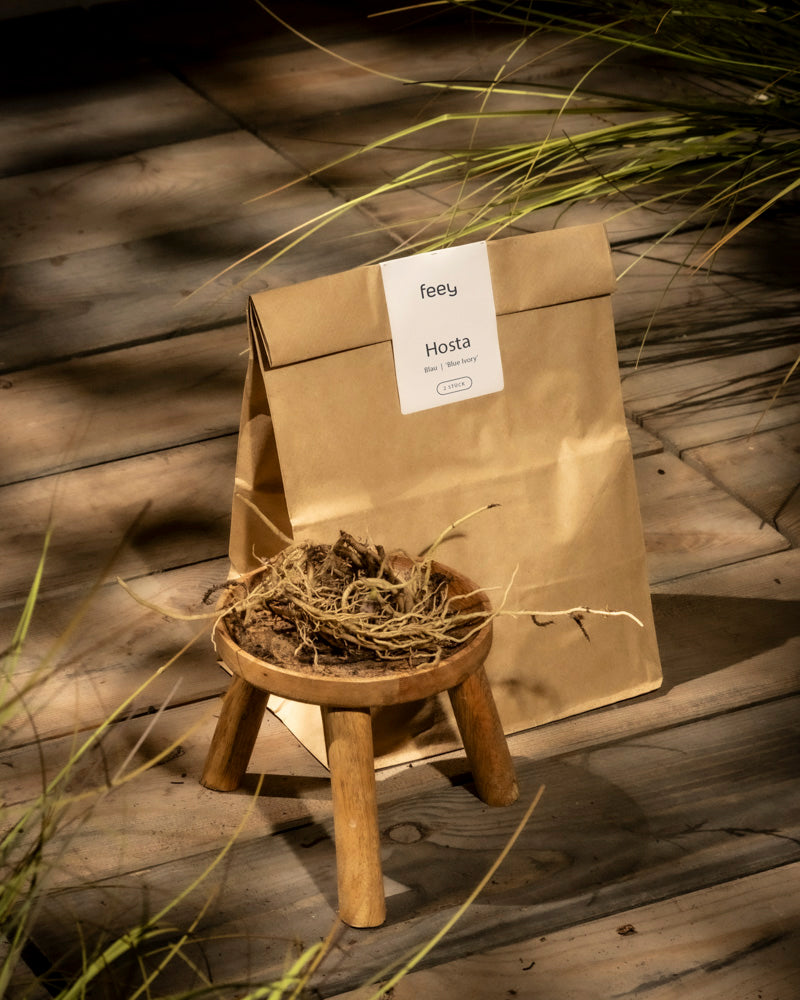 Eine Papiertüte mit der Aufschrift „Hosta (blau-beige)“ liegt auf einem Holzboden neben einem kleinen Hocker mit getrockneten Rhizomwurzeln. Sonnenlicht und grüne Gräser rahmen die Szene ein und heben diese einzigartigen Funkien-Schätze hervor.