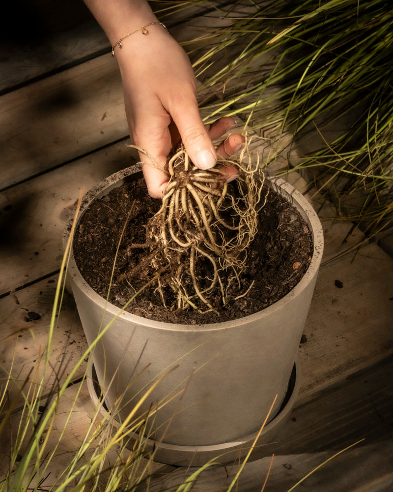 Eine Hand hält verschlungene Hosta-Rhizome (blau-beige) über einem mit Erde gefüllten Topf, bereit zum Einpflanzen. Im Hintergrund sind hohes Gras und Holzbretter zu sehen.