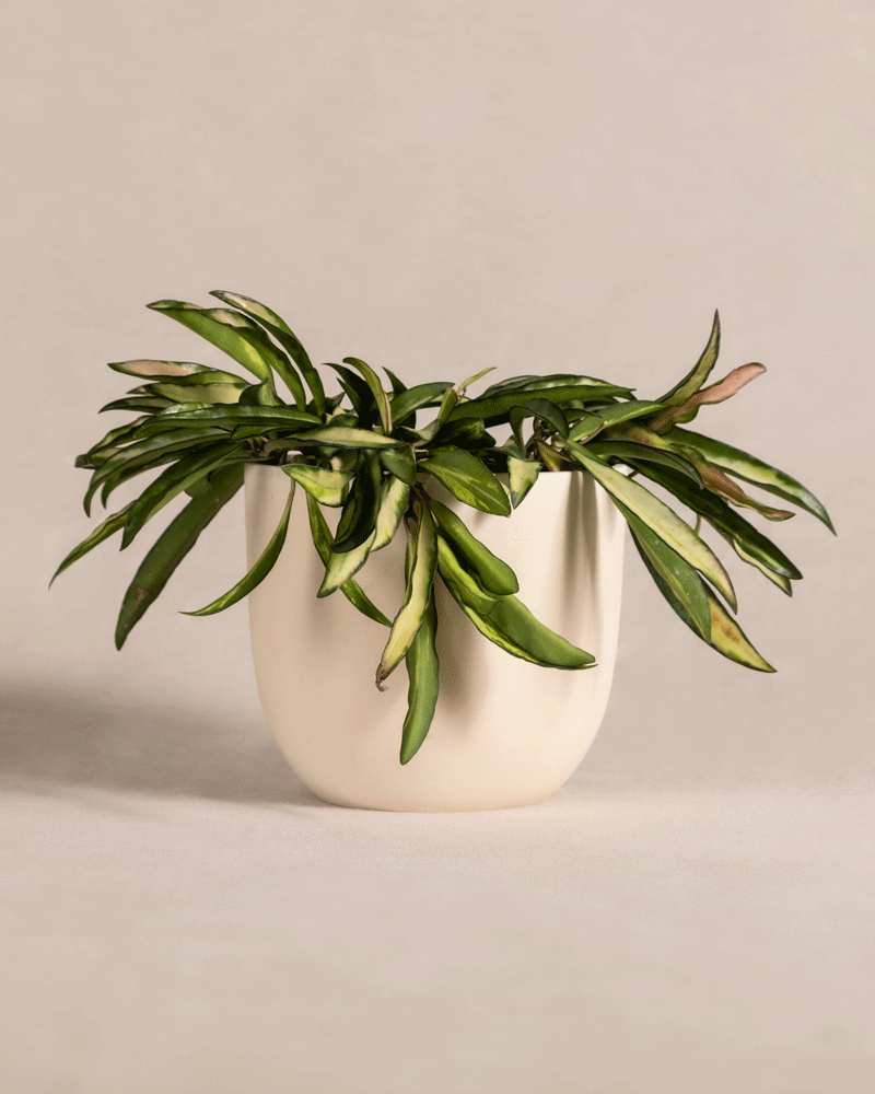 In einem weißen Keramiktopf steht eine üppige Hoya Wayetii Tricolor mit langen, schmalen Blättern, die hell- und dunkelgrüne Flecken aufweisen. Die Blätter der Pflanze erstrecken sich anmutig über die Ränder des Topfes, der vor einem schlichten, hellbeigen Hintergrund steht. Denken Sie daran, Licht und Standort für optimales Wachstum zu berücksichtigen.