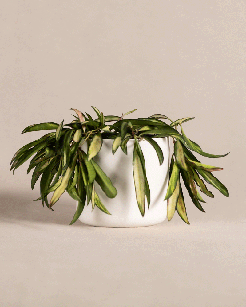 Eine Hoya Wayetii Tricolor mit langen, schlanken grünen Blättern ragt über die Seiten eines schlichten weißen Topfes. Der Hintergrund ist ein schlichter, neutraler Beigeton, der das kräftige Grün der Pflanze hervorhebt und eine minimalistische und elegante Komposition schafft.