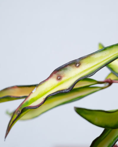 Nahaufnahme von Flecken auf einem Blatt einer Hoya Wayetii Tricolor.