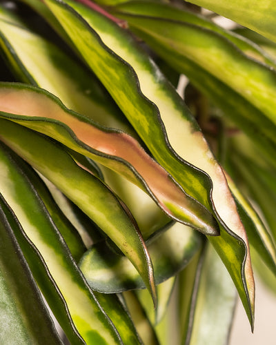 Nahaufnahme der bunten Blätter einer Hoya Wayetii Tricolor mit einer Mischung aus Grün- und Cremefärbung. Die Ränder, die eine bräunlich-rote Tönung andeuten, haben eine gewellte Textur, die dem Laub ein welliges und dynamisches Aussehen verleiht. Die Beleuchtung hebt die glänzende Oberfläche der Blätter einer Hoya Wayetii Tricolor hervor.