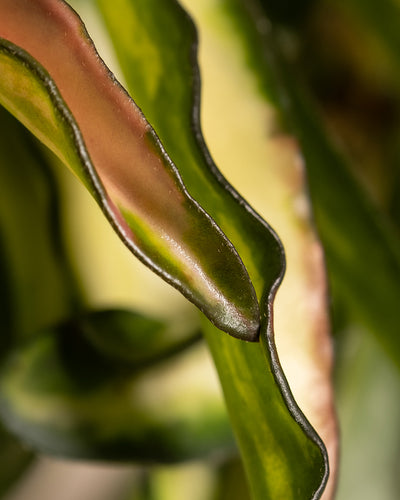 Nahaufnahme der gewellten, grünen Blätter einer Hoya Wayetii Tricolor mit braunen Rändern. Das Bild fängt die Textur und die wellenförmige Form der Blätter ein und zeigt subtile Farbvariationen und feine Details. Der Hintergrund ist unscharf und hebt die komplizierten Merkmale des Blattwerks und seine Licht- und Standortanforderungen hervor.
