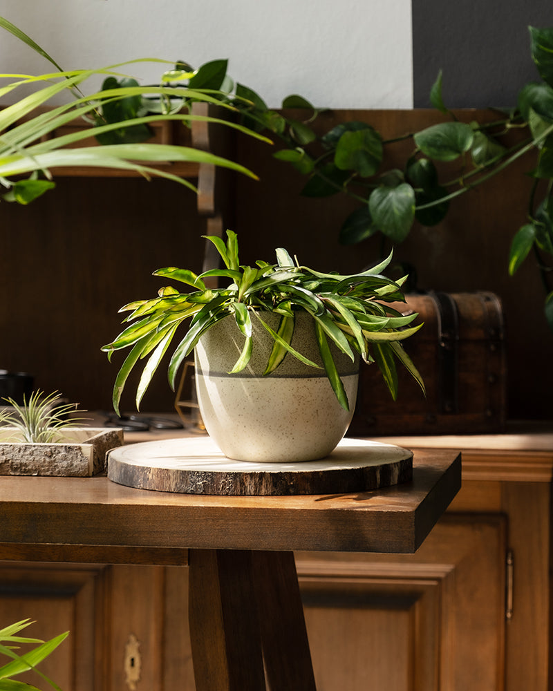 Eine eingetopfte Hoya Wayetii Tricolor steht auf einem runden Holztablett, das auf einem Holztisch steht. Der Hintergrund besteht aus anderen Pflanzen und Holzelementen, die eine gemütliche, natürliche Innenatmosphäre schaffen. Das Sonnenlicht erhellt die Szene sanft, perfekt für ihre Licht- und Standortbedürfnisse.