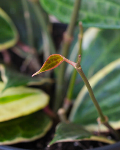 Detailaufnahme Hoya macrophylla junges Blatt