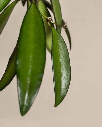 Nahaufnahme länglicher, glänzend grüner Blätter einer Hoya Wayetii-Pflanze vor einem neutralen beigen Hintergrund. Die Blätter weisen glatte Oberflächen und leicht spitze Spitzen auf und sind über einige kleine Stiele mit der Pflanze verbunden, die am besten in indirektem Sonnenlicht gedeiht.