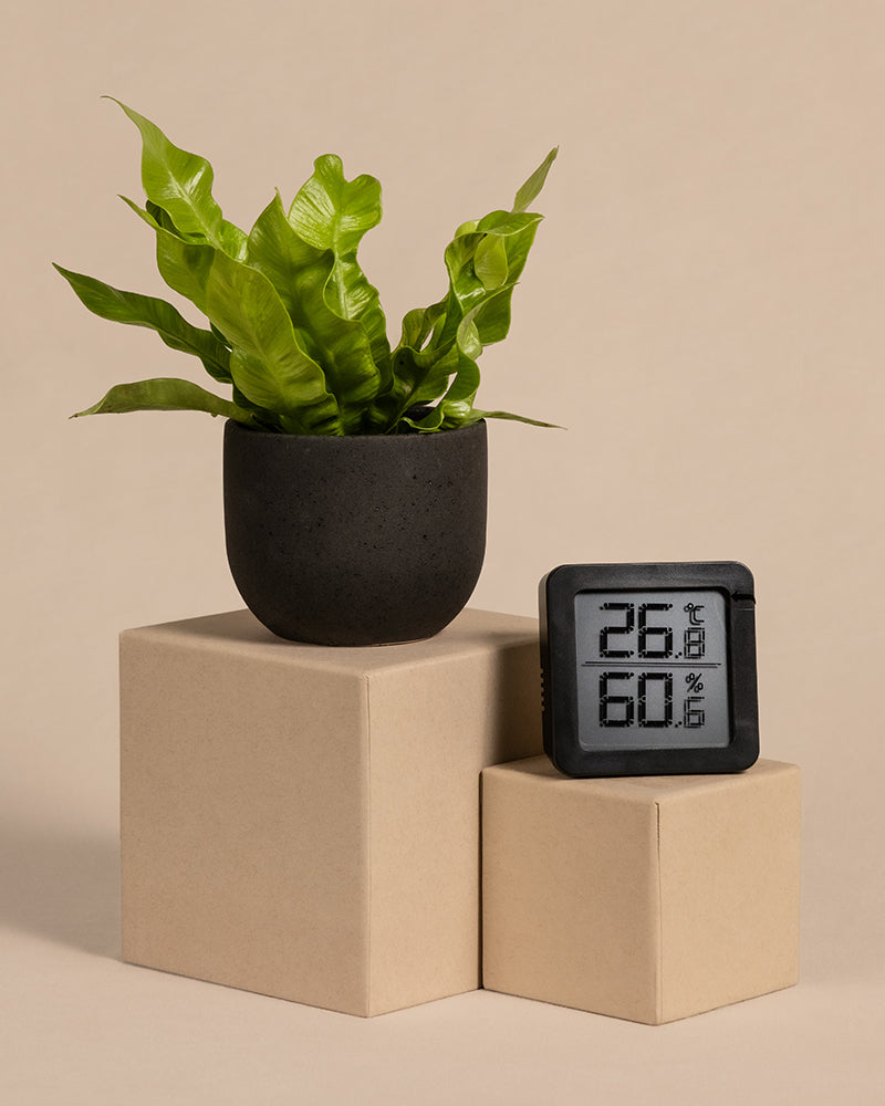 Ein modernes digitales Hygrometer, das die Temperatur (26°C) und Luftfeuchtigkeit (60%) anzeigt, steht neben einer grünen Pflanze in einem schwarzen Topf. Beide Gegenstände stehen auf minimalistischen beigefarbenen geometrischen Blöcken vor einem beigen Hintergrund.