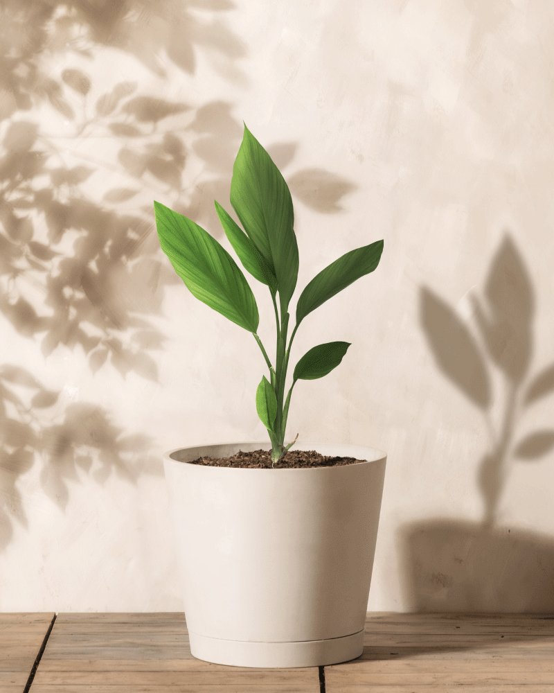 Eine Ingwerpflanze mit leuchtend grünen Blättern gedeiht in ihrem schlichten weißen Topf auf einer Holzoberfläche, wirft markante Schatten auf eine helle Wand und sorgt für ein natürliches Heilmittel-Ambiente.