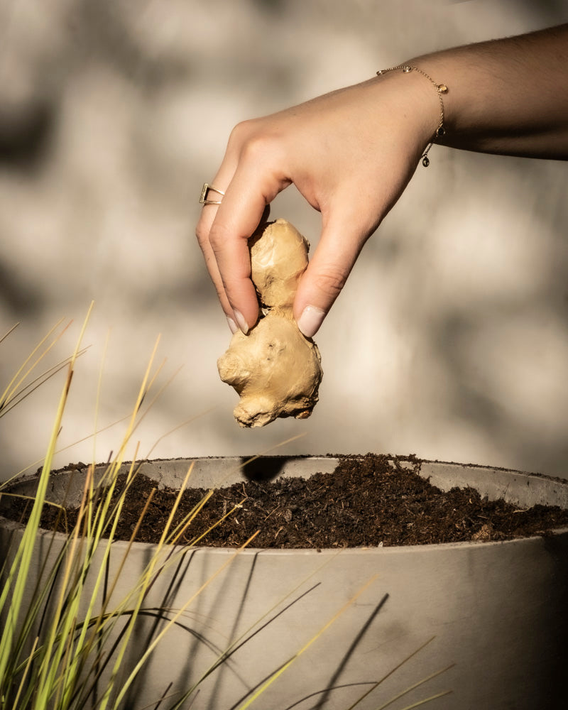 Eine Hand hält sanft ein Stück Ingwer über einen großen, mit Erde gefüllten Topf. Sonnenlicht wirft weiche Schatten, während unten links grasige Blätter hervortreten und eine Gartenszene mit diesem Naturheilmittel im Mittelpunkt suggerieren.