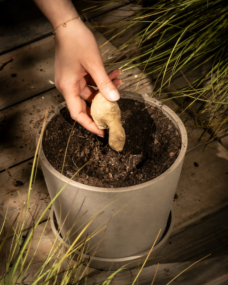 Eine Hand pflanzt ein Ingwer-Rhizom in einen Topf mit Erde. Dieser steht auf einer Holzfläche, umgeben von langen grünen Gräsern. Sanftes Sonnenlicht wirft sanfte Schatten und unterstreicht die heilende Wirkung der Natur.