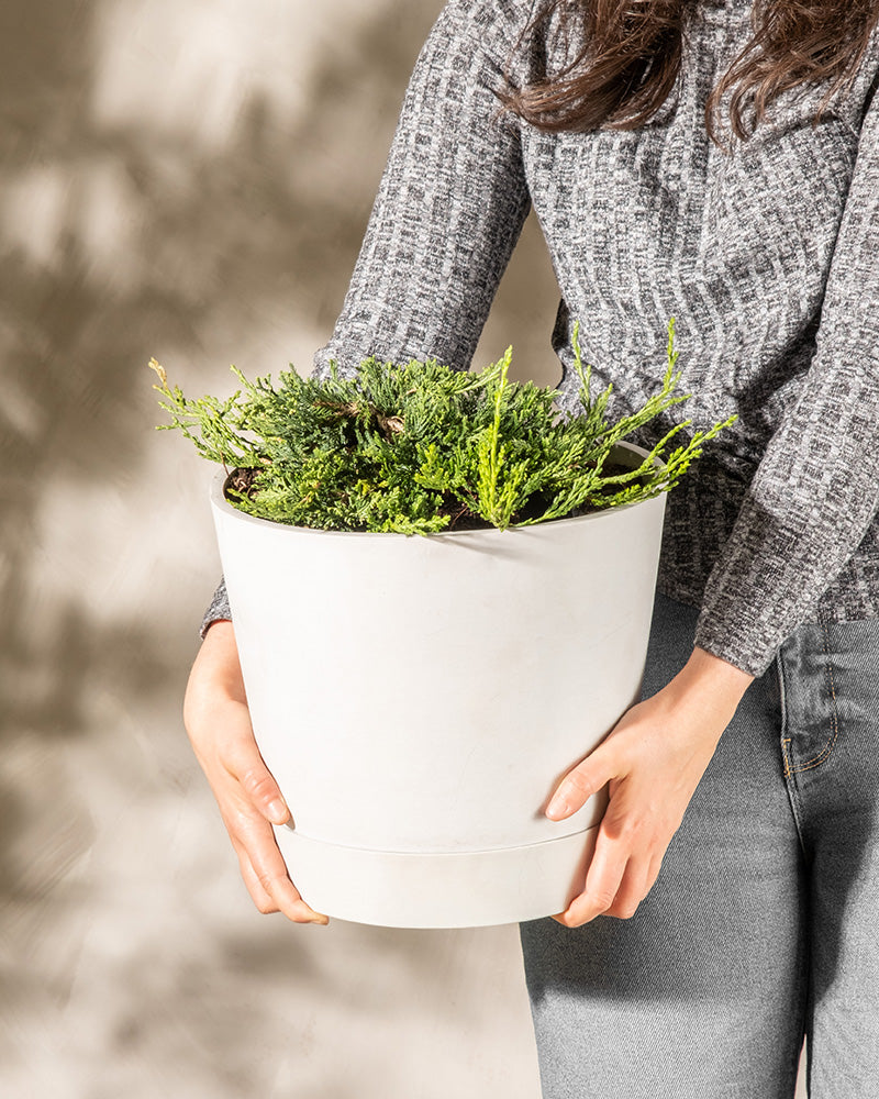 Eine Person mit grauem Strickpullover und grauer Jeans hält einen großen weißen Blumentopf mit verschiedenen kleinen Grünpflanzen, darunter Kriechwachs. Der Hintergrund ist sanft mit Schatten beleuchtet. Das Gesicht der Person ist nicht sichtbar.