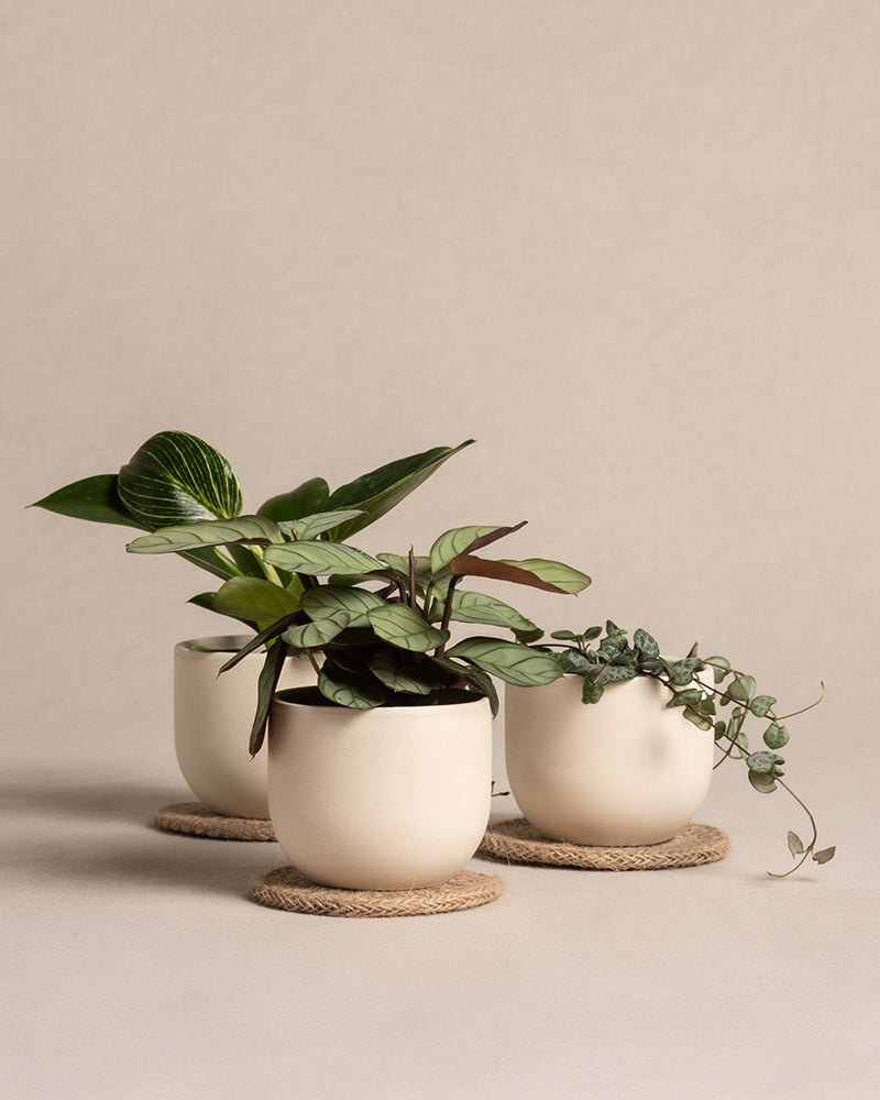 Drei kleine Topfpflanzen ruhen elegant auf Babypflanzen-Untersetzern aus Jute vor einem neutralen Hintergrund, wobei jeder Topf eine einzigartige grüne Blattpflanze im minimalistischen Stil zur Schau stellt.