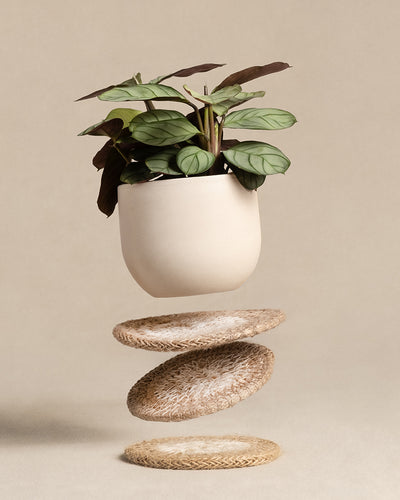 Eine Topfpflanze mit breiten grünen Blättern schwebt über drei gestapelten Babypflanzen-Untersetzern aus Jute und erzielt so vor einem neutralen Hintergrund einen ausgewogenen, minimalistischen Look.