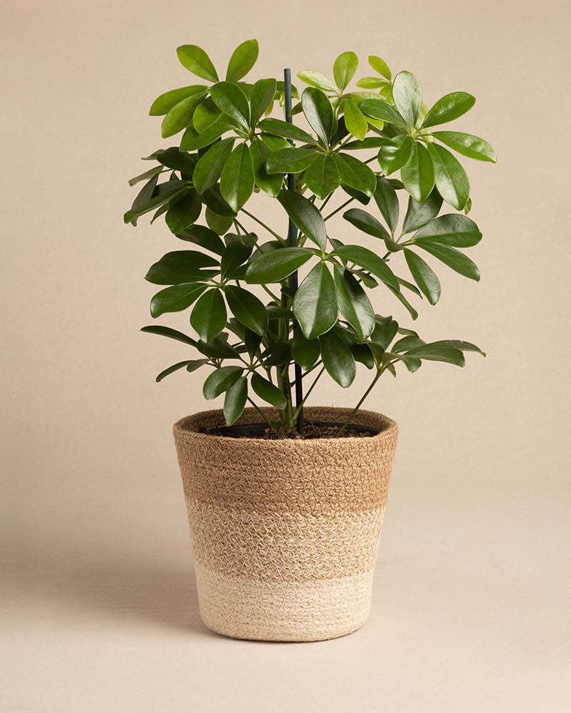 Pflanzenkorb aus Jute (Lapis | 16 cm ⌀)