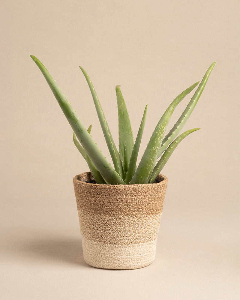 Pflanzenkorb aus Jute (Lapis | 16 cm ⌀)