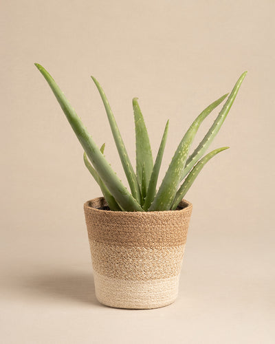 Pflanzenkorb aus Jute (Lapis | 16 cm ⌀)