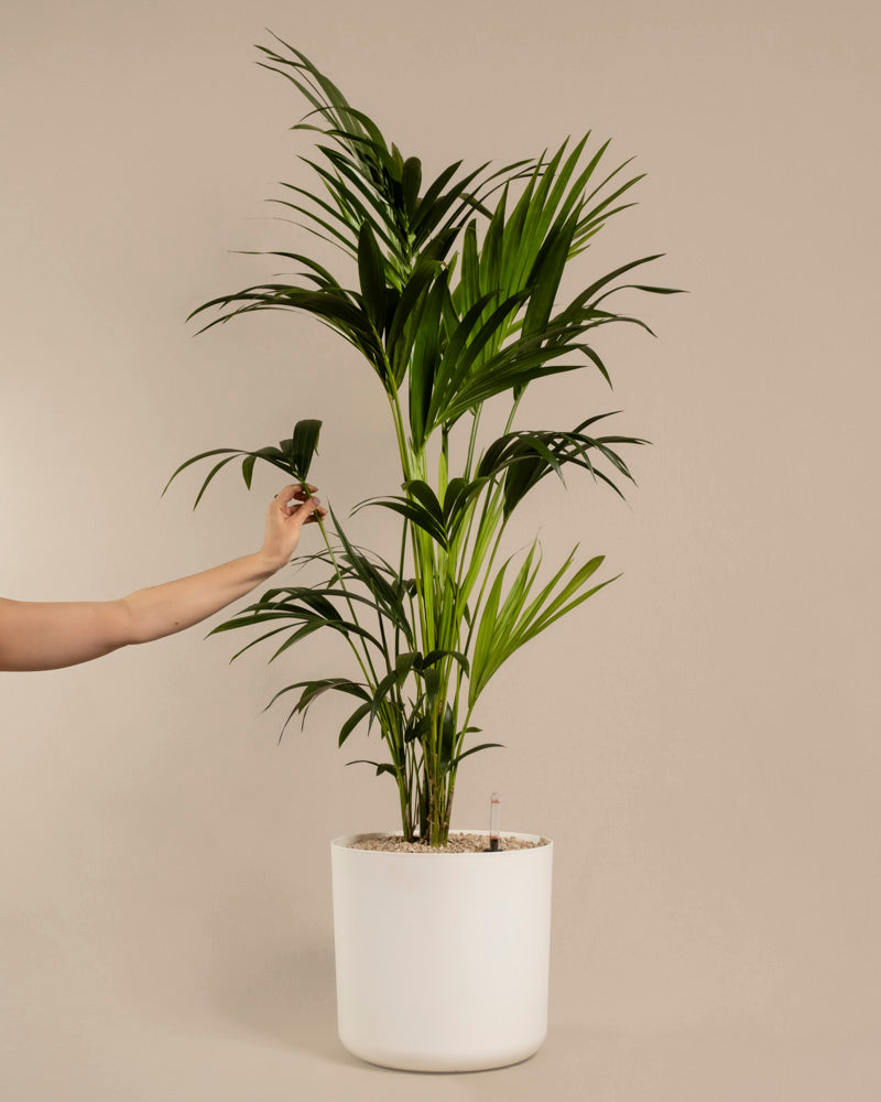 Eine Person berührt sanft eine leuchtende Kentiapalme XXL mit üppigen grünen Blättern in einem weißen Topf. Der neutrale beige Hintergrund betont die elegante und anmutige Präsenz der Howea forsteriana.