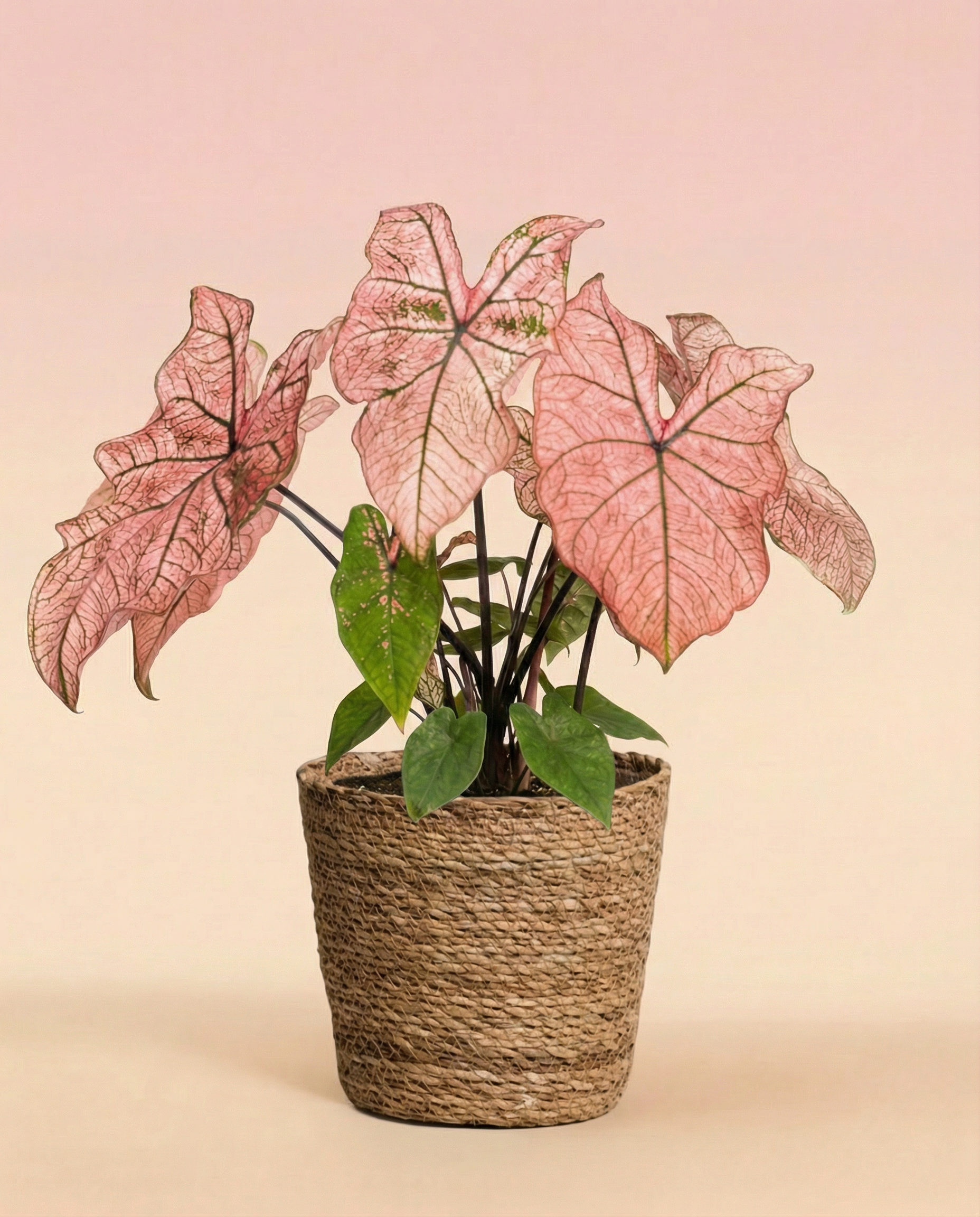 Ein Caladium 'Spring Fling' mit großen rosa und grünen herzförmigen Blättern sitzt in einem geflochtenen Korb vor einem zartrosa Hintergrund.