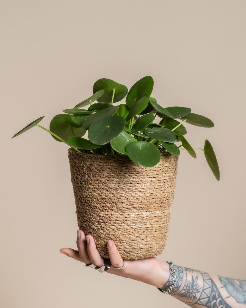 Eine Hand mit einer Tätowierung und Ringen hält eine grüne Pilea peperomioides in einem Pflanzenkorb aus Seegras (Kesat | 16 cm ⌀) vor einem einfarbig beigen Hintergrund hoch.