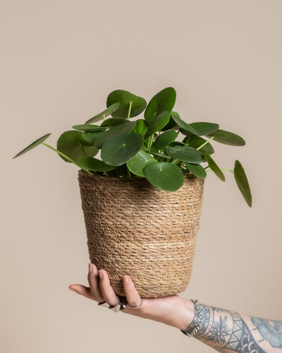 Eine Hand mit einer Tätowierung und Ringen hält eine grüne Pilea peperomioides in einem Pflanzenkorb aus Seegras (Kesat | 16 cm ⌀) vor einem einfarbig beigen Hintergrund hoch.
