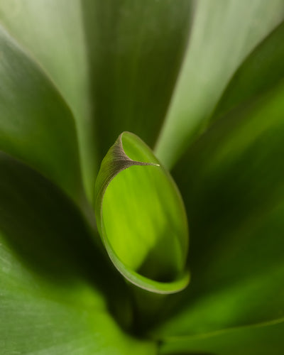 Detailaufnahme vom Blatt einer Keulenlilie
