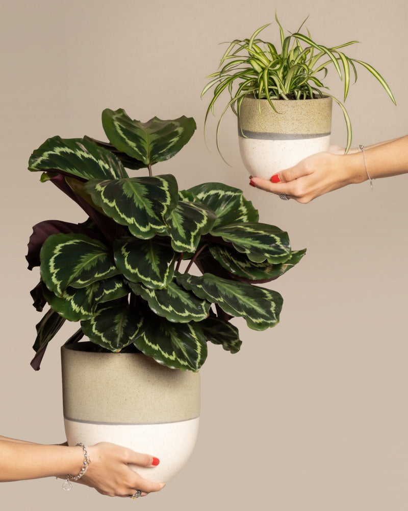 Zwei Hände halten zwei Topfpflanzen aus dem Set Kinderfreundliches Duo vor einem beigen Hintergrund. Die größere Pflanze links, eine Große Calathea roseoptica, hat breite, dunkelgrüne Blätter mit helleren grünen Mustern. Die kleinere Pflanze rechts hat lange, dünne Blätter mit weißen Streifen. Beide Töpfe sind weiß mit einem grünen Band.