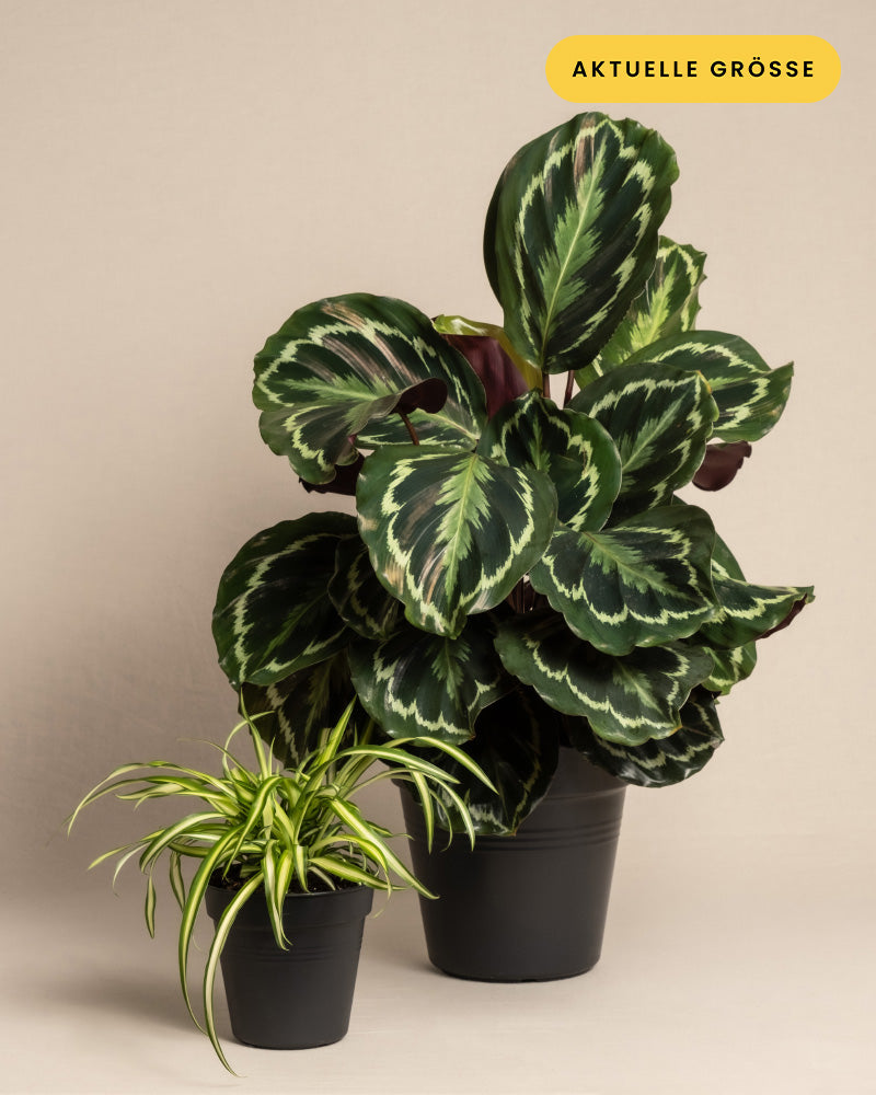 Zwei Topfpflanzen, bekannt als das Kinderfreundliche Duo, stehen vor einem neutralen Hintergrund. Die größere Pflanze, eine Große Calathea roseoptica, hat dunkelgrüne, bunte Blätter mit komplizierten weißen und rosa Mustern in einem eleganten schwarzen Topf. Die kleinere Pflanze hat lange, dünne grüne Blätter mit weißen Streifen und steht ebenfalls in einem passenden schwarzen Topf. Auf einem gelben Etikett in der oberen rechten Ecke steht „AKTUELLE“.