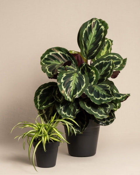 Eine Grosse Calathea roseoptica und eine Grünlilie ohne Übertöpfe