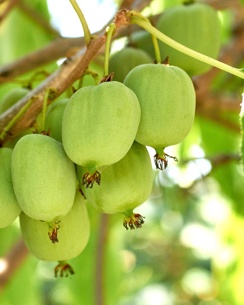 Mini Kiwi mit Früchten