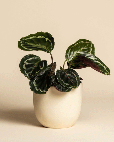 Eine Kleine Calathea Roseopicta - feey, bekannt für ihre großen dunkelgrünen Blätter mit hellgrünen Mustern, steht in einem glatten, cremefarbenen Topf vor einem beigen Hintergrund.