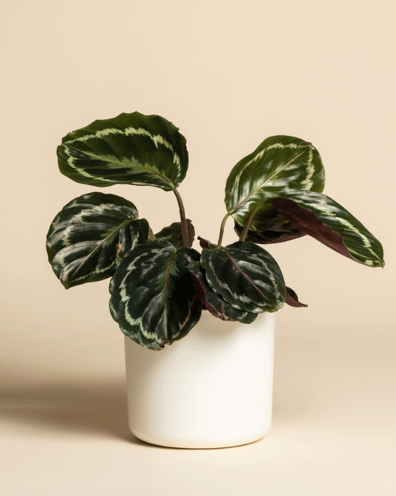 Eine Kleine Calathea Roseopicta - feey mit grünen Blättern und hellgrün-weißen Mustern wird in einem einfachen weißen Topf vor einem beigen Hintergrund gezeigt.