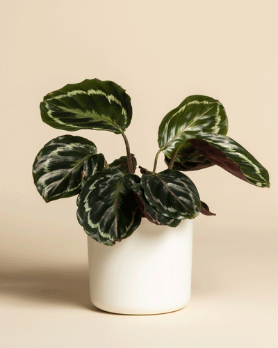 Eine Kleine Calathea Roseopicta - feey mit grünen Blättern und hellgrün-weißen Mustern wird in einem einfachen weißen Topf vor einem beigen Hintergrund gezeigt.