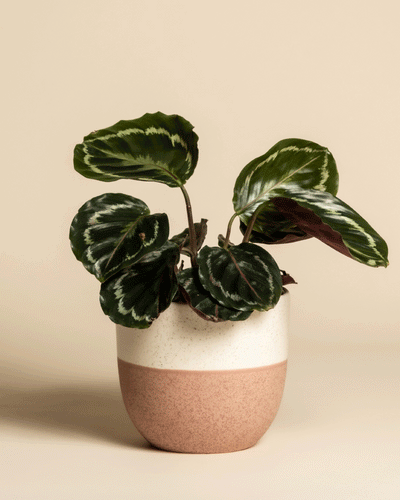 Eine getopfte Kleine Calathea Roseopicta - feey mit auffälligen dunkelgrünen und hellgrünen Blättern steht in einem beige-rosafarbenen Keramiktopf vor einem schlichten beigen Hintergrund.