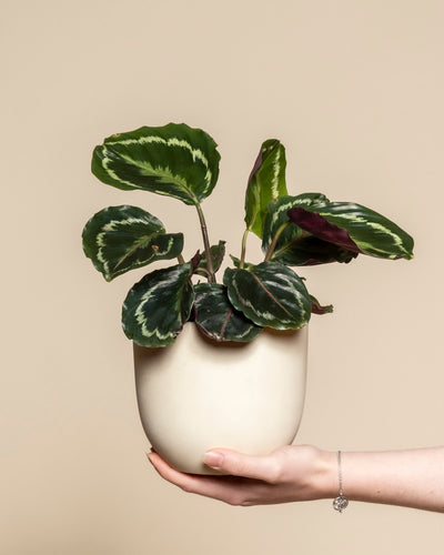 Eine Hand hält einen cremefarbenen Topf mit einer Kleinen Calathea Roseopicta - feey, die ihre gesunden ovalen Blätter mit auffälligen hell- und dunkelgrünen Mustern vor einem schlichten beigen Hintergrund präsentiert.