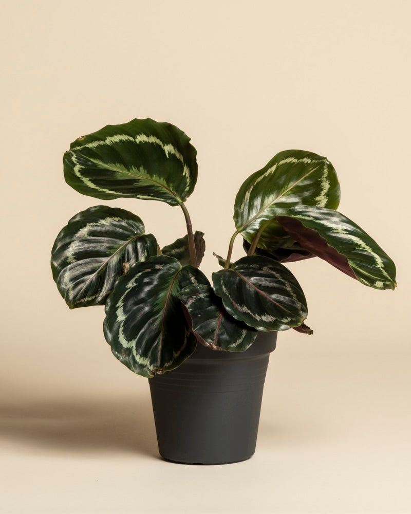 Eine Kleine Calathea Roseopicta - feey hat auffallend dunkelgrüne Blätter mit hellgrünen und weißen Mustern, die sich vor einem einfarbig beigen Hintergrund präsentieren.