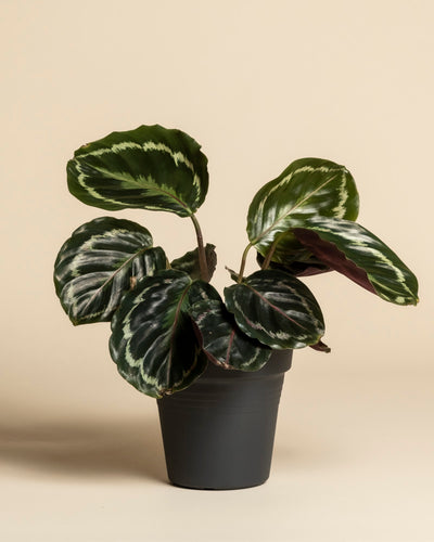 Eine Kleine Calathea Roseopicta - feey hat auffallend dunkelgrüne Blätter mit hellgrünen und weißen Mustern, die sich vor einem einfarbig beigen Hintergrund präsentieren.