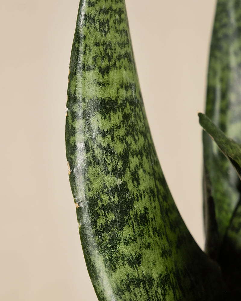 Nahaufnahme eines Blattes der Kleinen Grünen Schwiegermutterzunge, auch als Schlangenpflanze bekannt, mit dunkelgrünen horizontalen Streifen auf beigem Hintergrund. Der glatte, spitze Rand weist kleine helle Flecken auf.