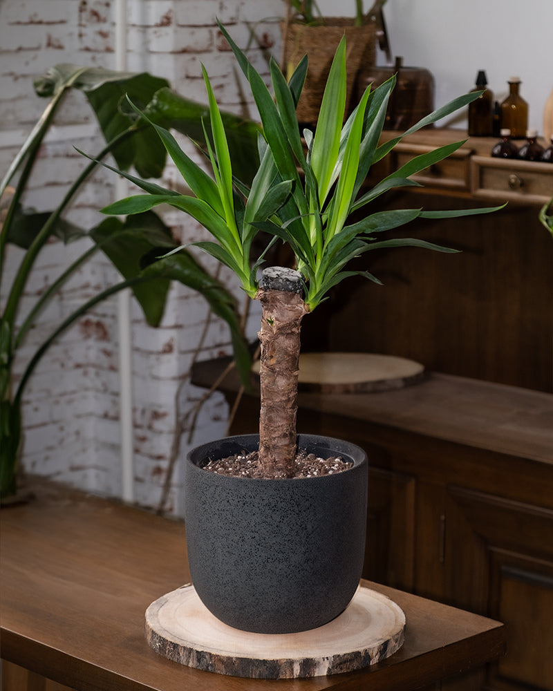 Kleine Yucca in einem schwarzen Keramiktopf auf einem Holztisch in der Küche