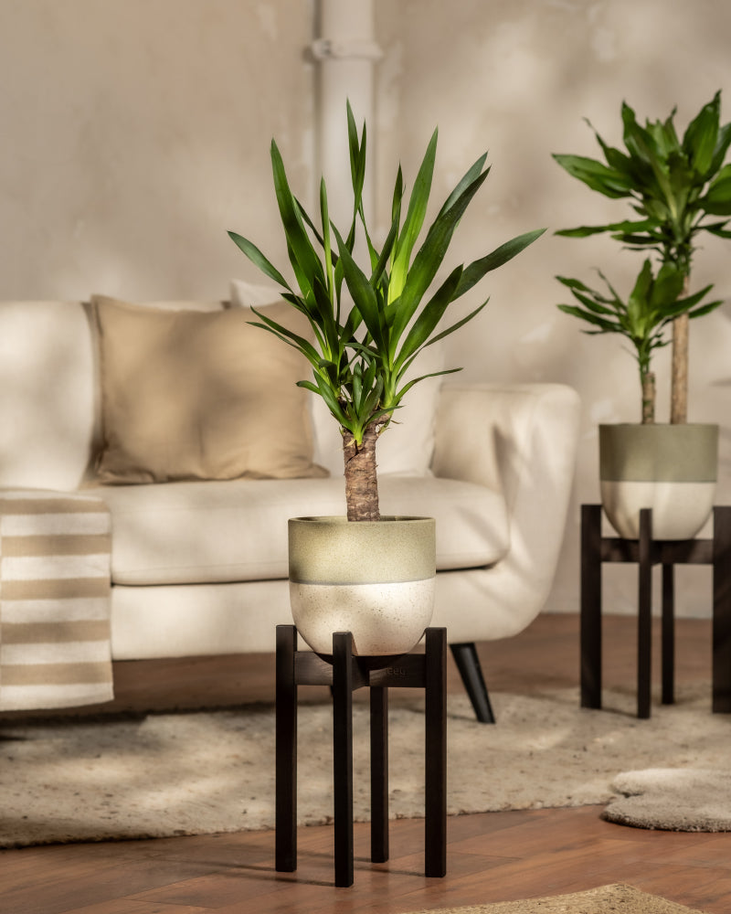 Eine kleine Yucca in einem grünen Variado- Topf auf einem schwarzen feey Pflanzenständer. 