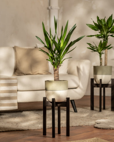 Eine kleine Yucca in einem grünen Variado- Topf auf einem schwarzen feey Pflanzenständer. 
