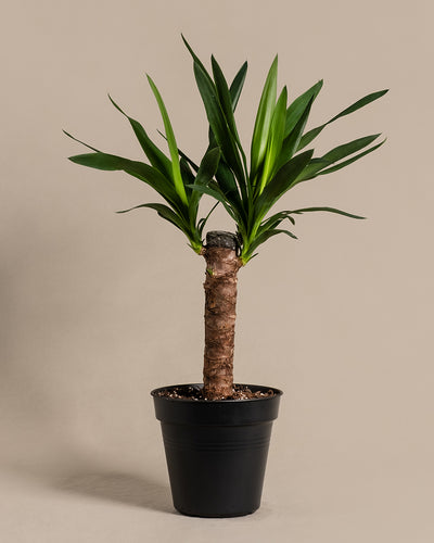 Kleine Yucca ohne Übertopf