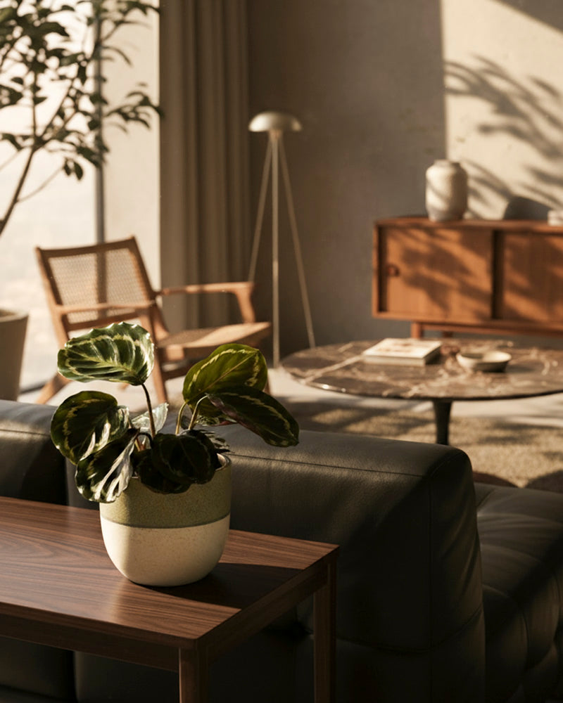 In einem sonnendurchfluteten Wohnzimmer steht die Kleine Calathea Roseopicta - feey als auffällige Zimmerpflanze auf einem Holztisch, mit einem schwarzen Sofa, einem geflochtenen Stuhl, einem Couchtisch und dekorativen Akzenten im Hintergrund. Warmes Licht füllt den Raum.