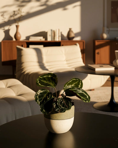 Eine Kleine Calathea Roseopicta - Fee mit bunten grünen Blättern steht auf einem dunklen Tisch in einem sonnenbeschienenen Wohnzimmer, neben einem cremefarbenen Sessel, einem hölzernen Sideboard und einer minimalistischen Einrichtung.