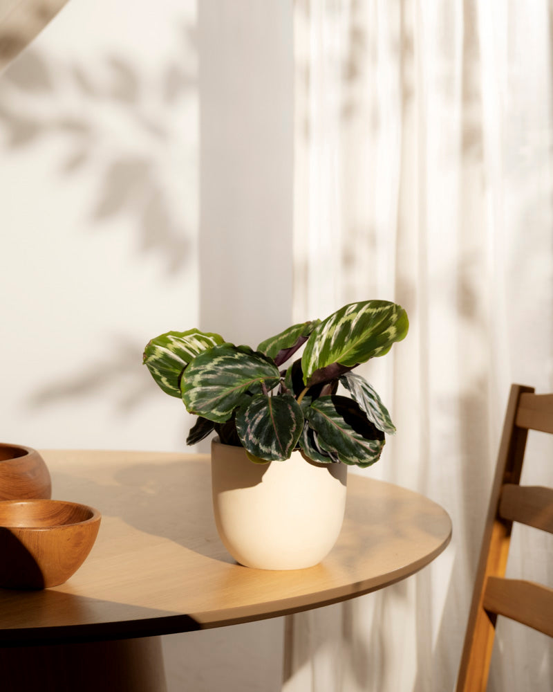 Eine Kleine Calathea Roseopicta - feey mit großen grünen Blättern sitzt auf einem runden Holztisch neben zwei Holzschalen. Das Sonnenlicht fällt durch einen durchsichtigen Vorhang und wirft weiche Schatten auf den Tisch und einen teilweise sichtbaren Holzstuhl.