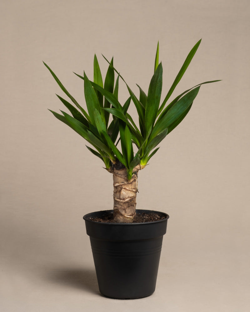 Kleine Yucca ohne Übertopf